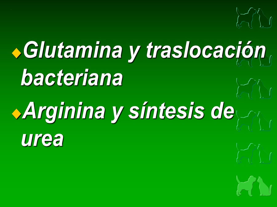 Procedimientos Veterinarios en perros y gatos