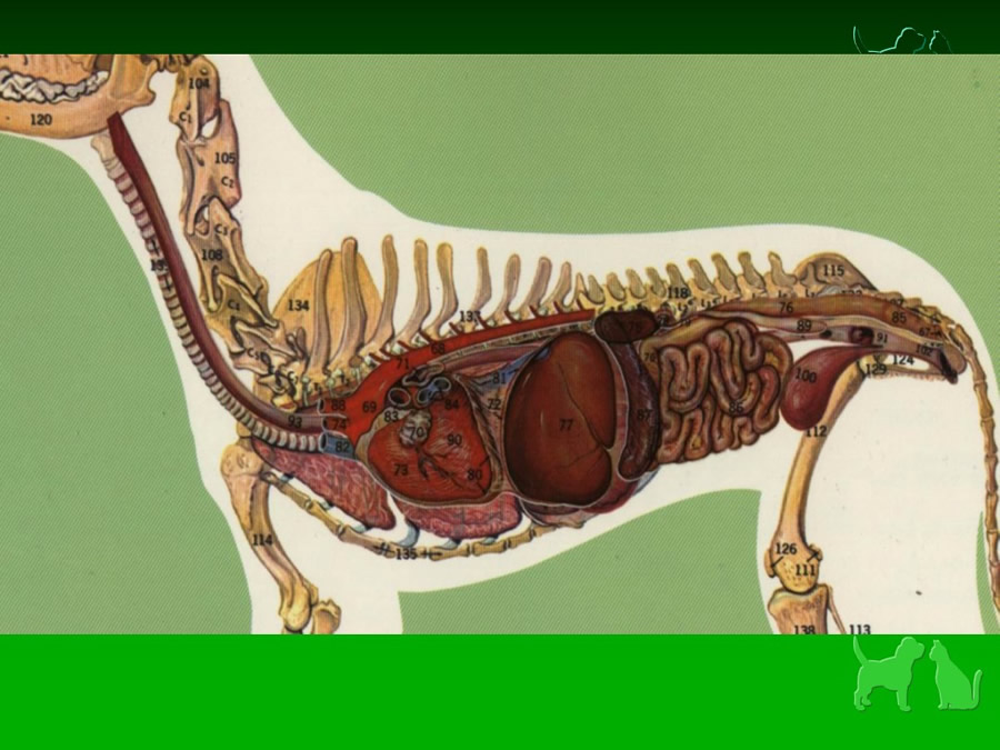 Procedimientos Veterinarios en perros y gatos