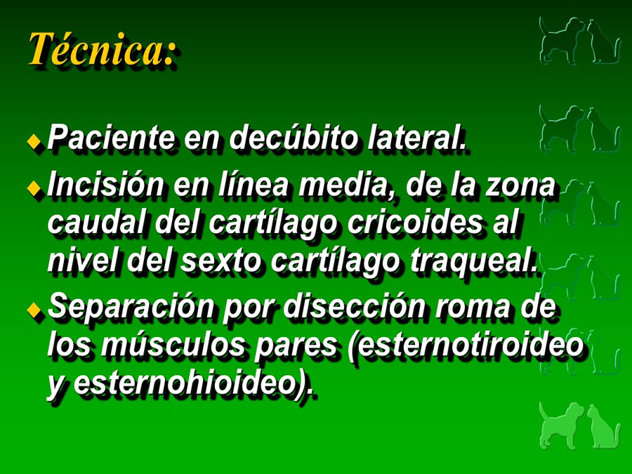 Procedimientos Veterinarios en perros y gatos