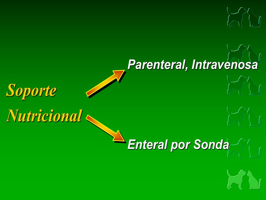 Procedimientos Veterinarios en perros y gatos