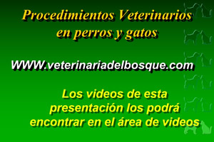 Procedimientos Veterinarios en perros y gatos