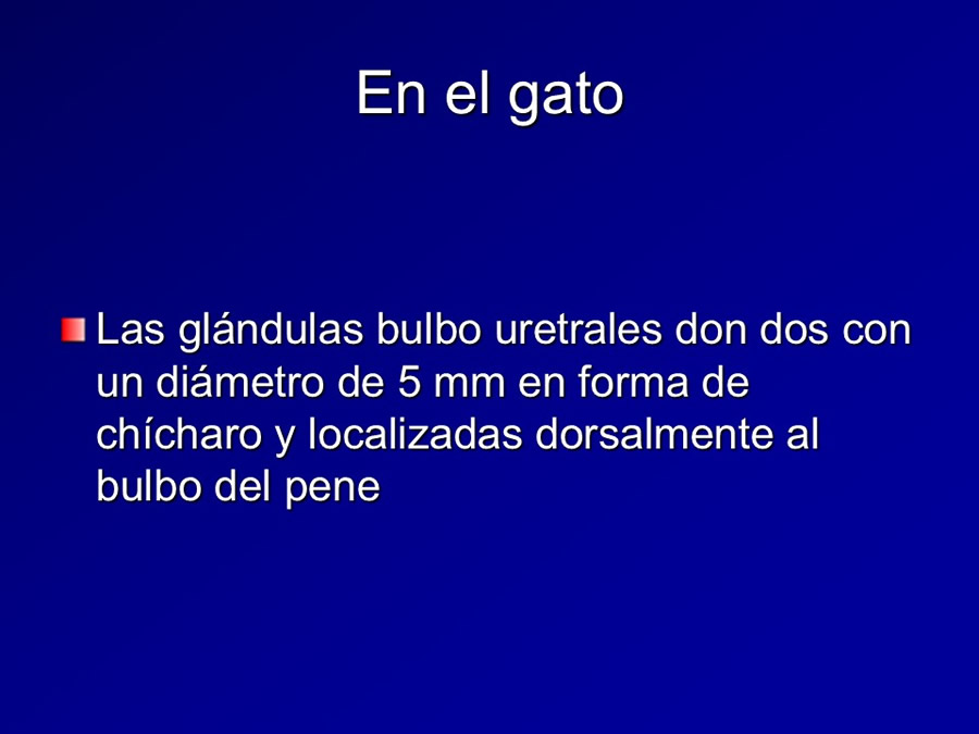 Prstata