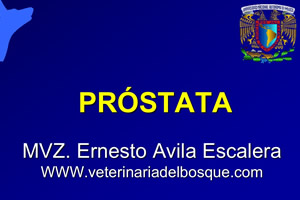 Prstata