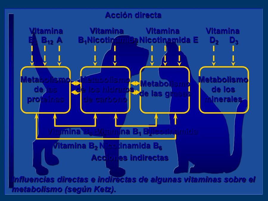 Radicales libres