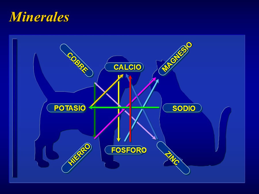 Radicales libres