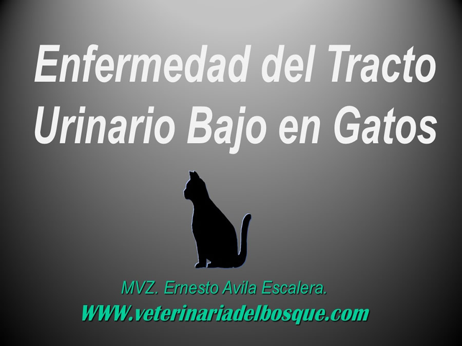 Enfermedad del Tracto Urinario Bajo en Gatos