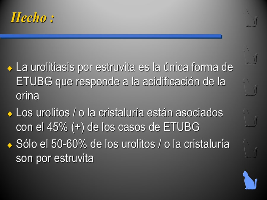 Enfermedad del Tracto Urinario Bajo en Gatos