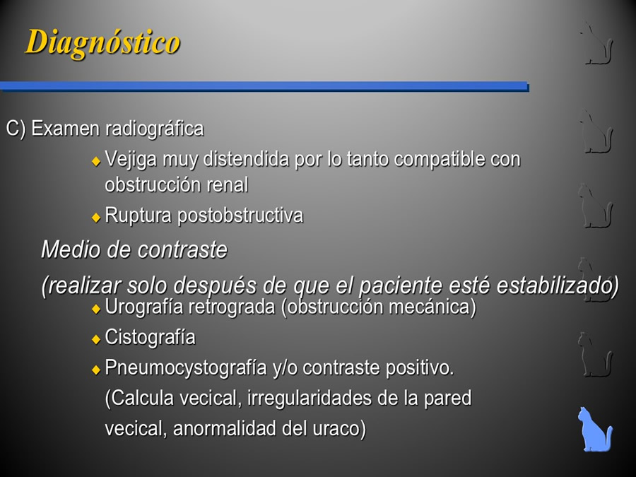 Enfermedad del Tracto Urinario Bajo en Gatos
