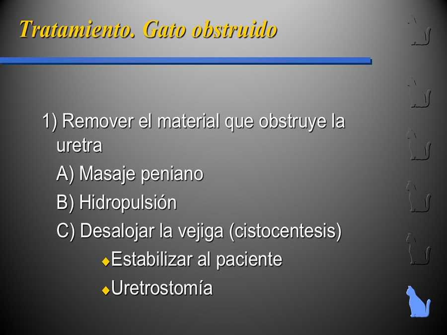 Enfermedad del Tracto Urinario Bajo en Gatos