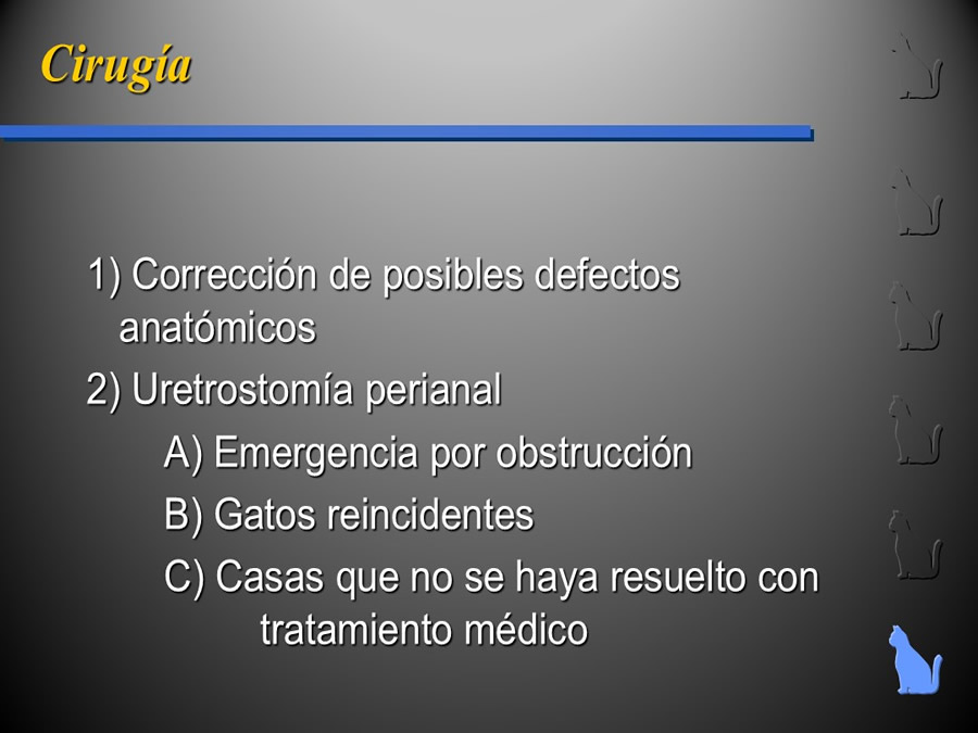 Enfermedad del Tracto Urinario Bajo en Gatos