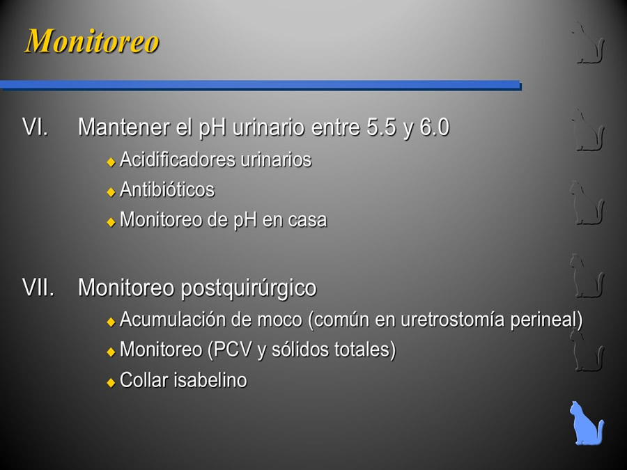 Enfermedad del Tracto Urinario Bajo en Gatos