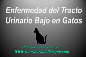 Enfermedad del Tracto Urinario Bajo en Gatos