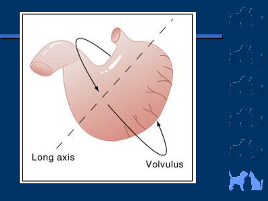 Algunos casos de trastornos gastroentericos