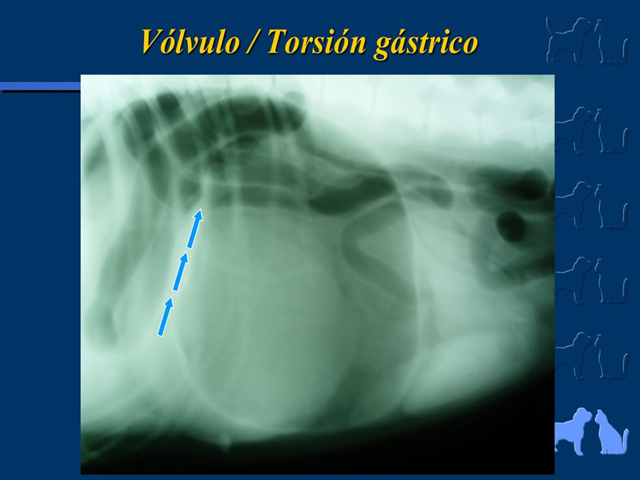 Algunos casos de trastornos gastroentericos