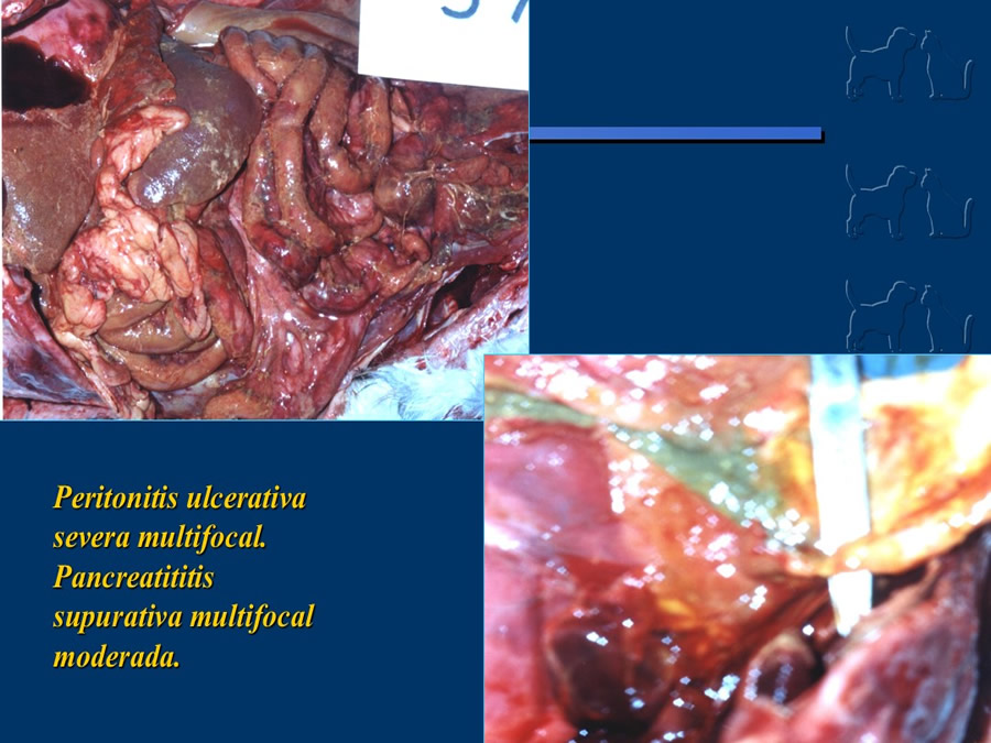 Algunos casos de trastornos gastroentericos