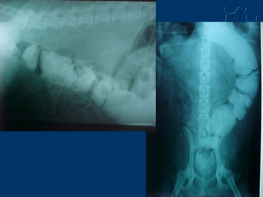 Algunos casos de trastornos gastroentericos