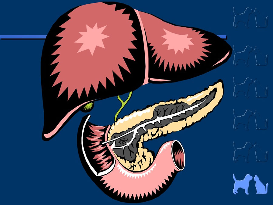 Algunos casos de trastornos gastroentericos