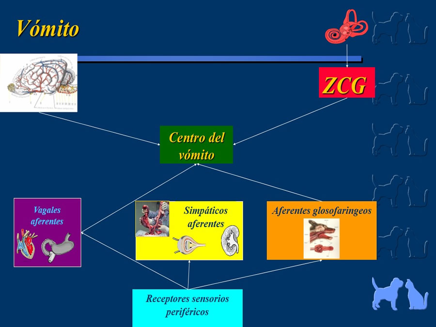 Algunos casos de trastornos gastroentericos