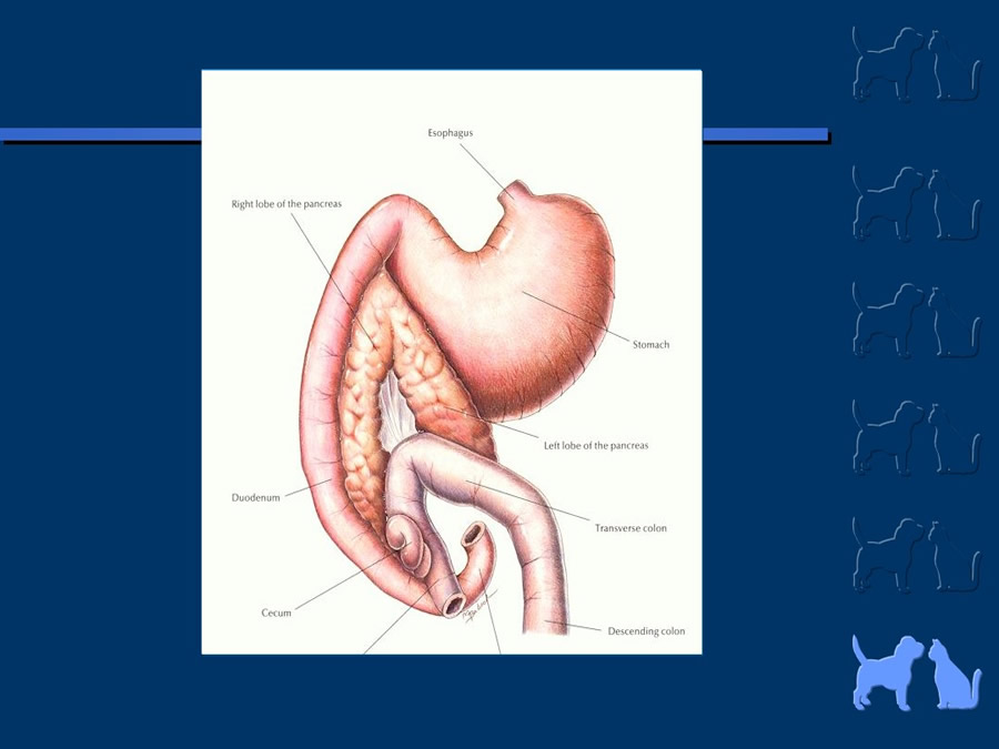 Algunos casos de trastornos gastroentericos