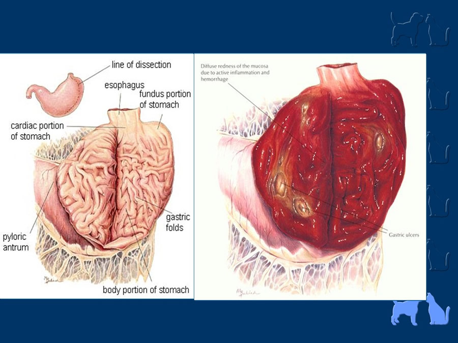 Algunos casos de trastornos gastroentericos