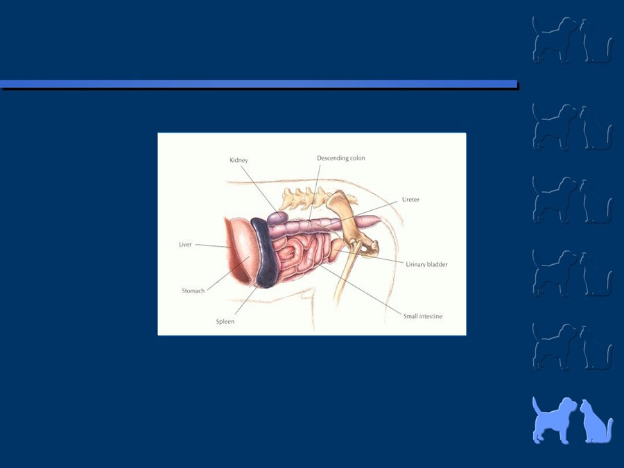 Algunos casos de trastornos gastroentericos