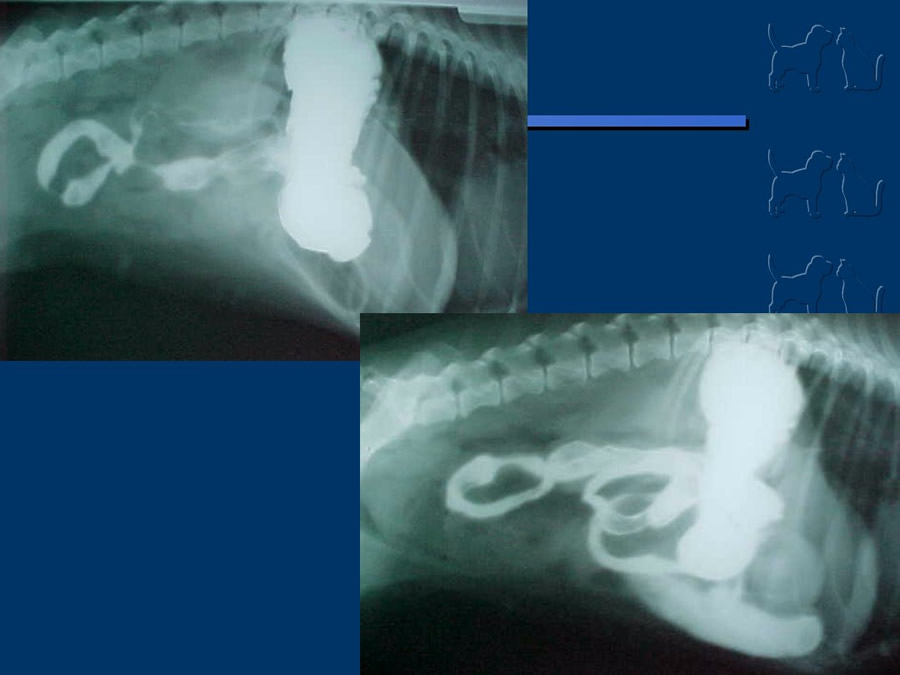 Algunos casos de trastornos gastroentericos