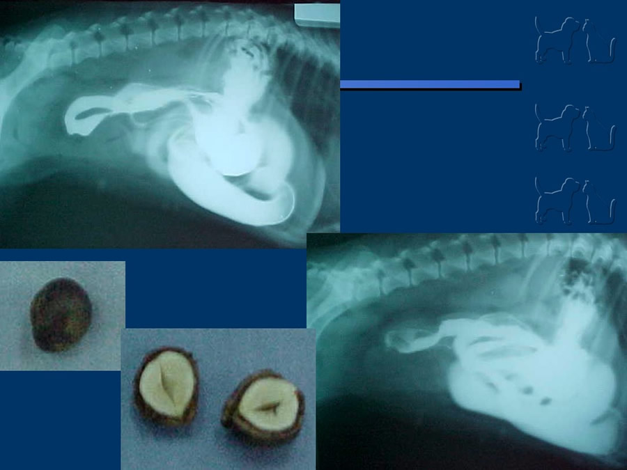 Algunos casos de trastornos gastroentericos