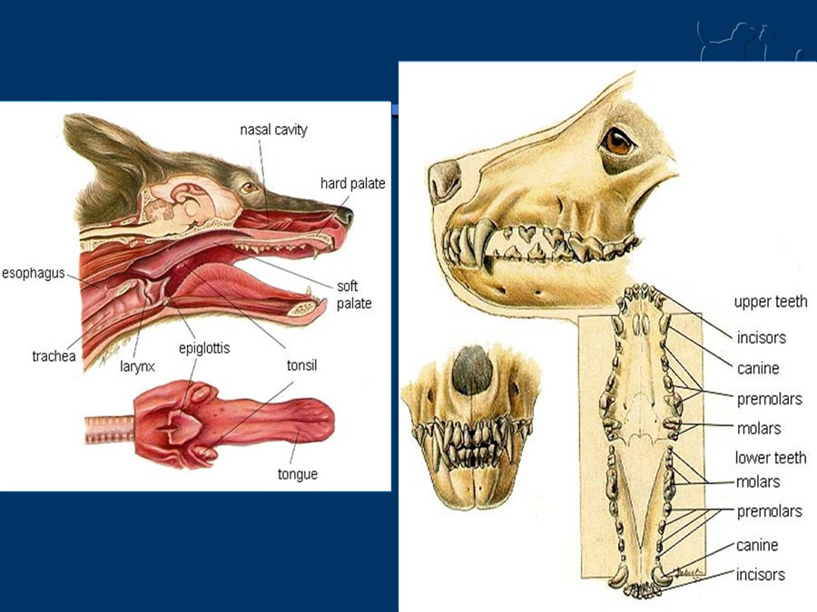 Algunos casos de trastornos gastroentericos