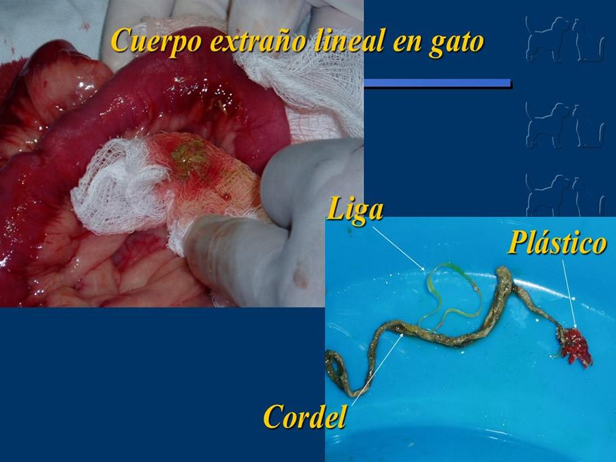 Algunos casos de trastornos gastroentericos