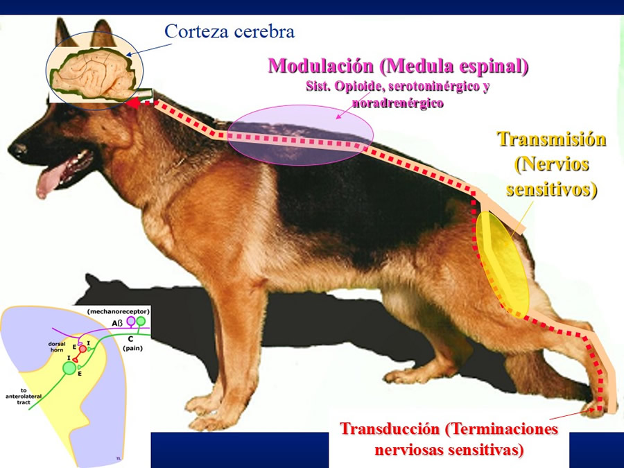 Urgencias Toxicolgicas Veterinarias