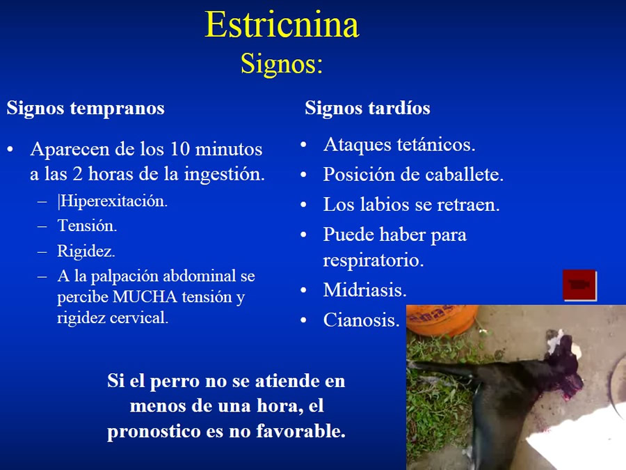 Urgencias Toxicolgicas Veterinarias