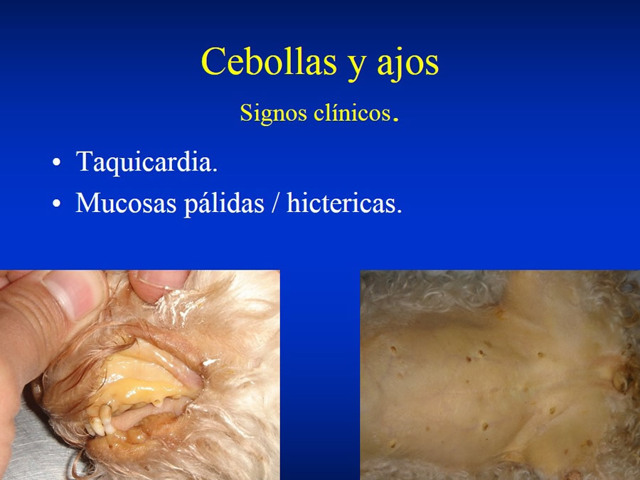 Urgencias Toxicolgicas Veterinarias