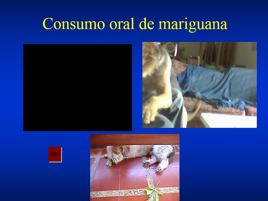 Urgencias Toxicolgicas Veterinarias