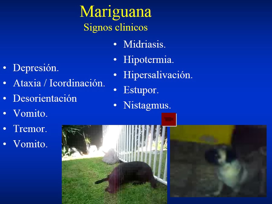 Urgencias Toxicolgicas Veterinarias