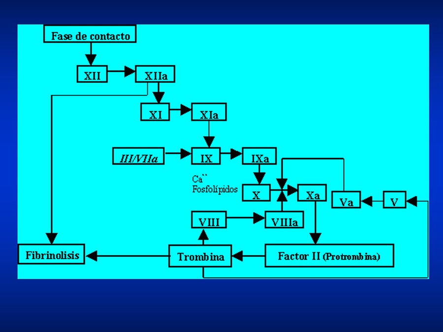 Urgencias Toxicolgicas Veterinarias