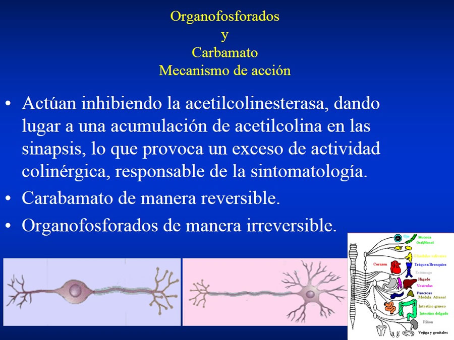 Urgencias Toxicolgicas Veterinarias