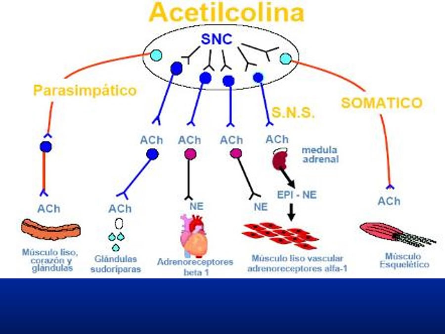 Urgencias Toxicolgicas Veterinarias