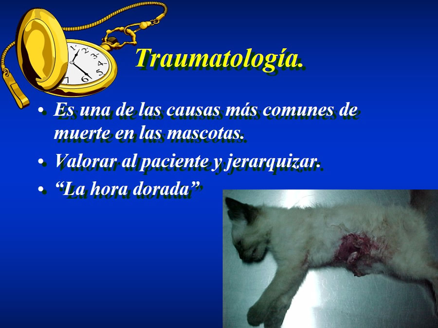 Introduccin a Urgencias Veterinarias