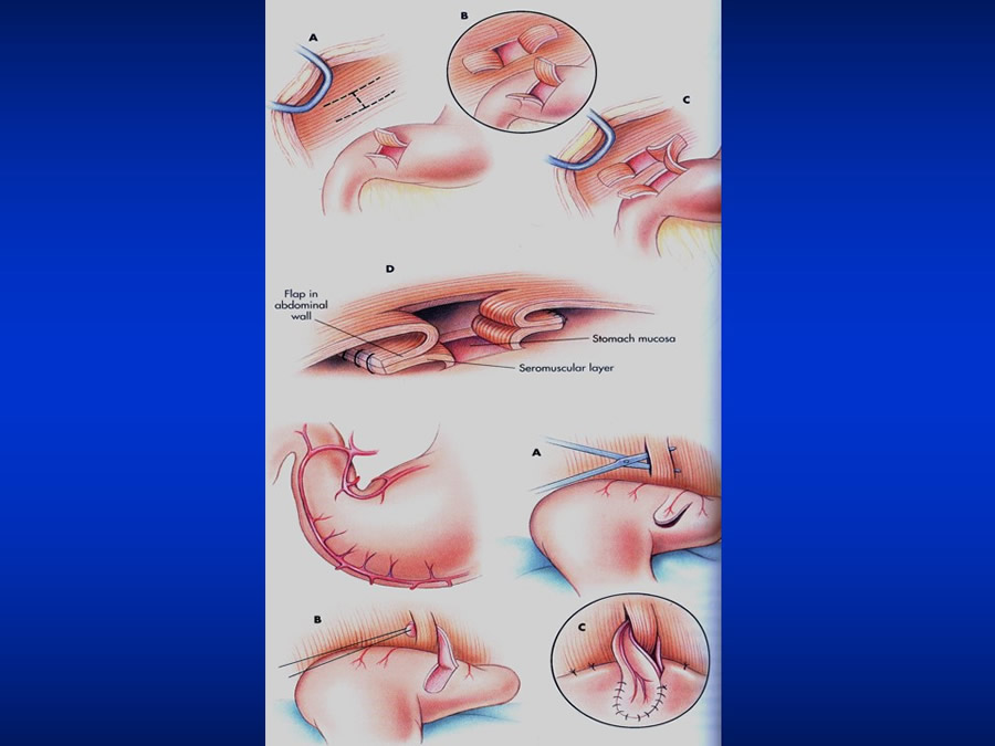 Introduccin a Urgencias Veterinarias