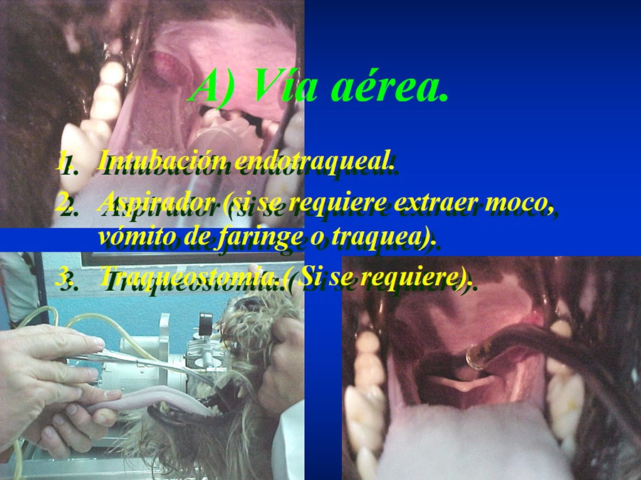 Introduccin a Urgencias Veterinarias