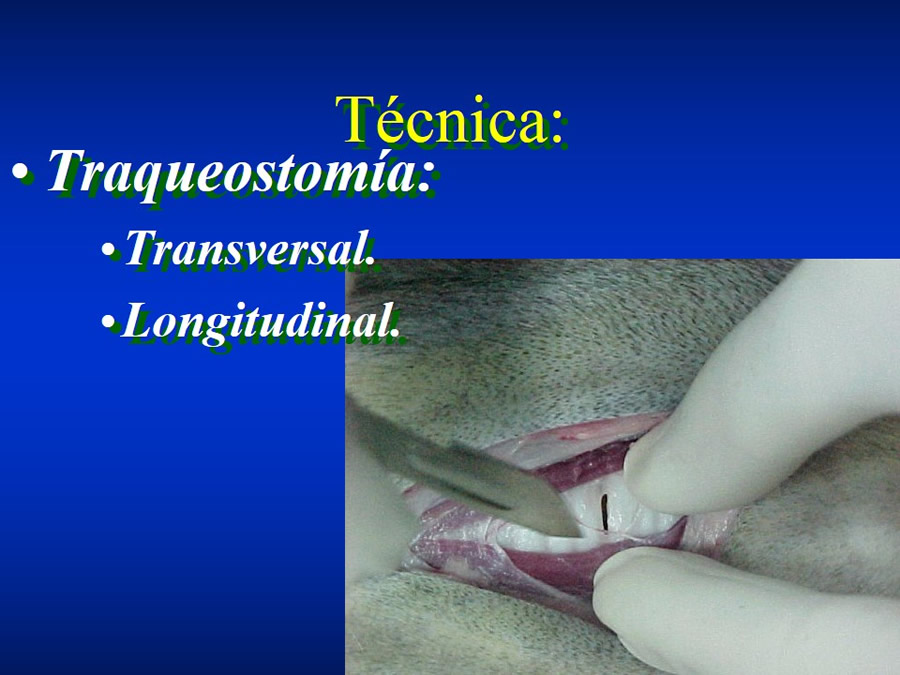 Introduccin a Urgencias Veterinarias