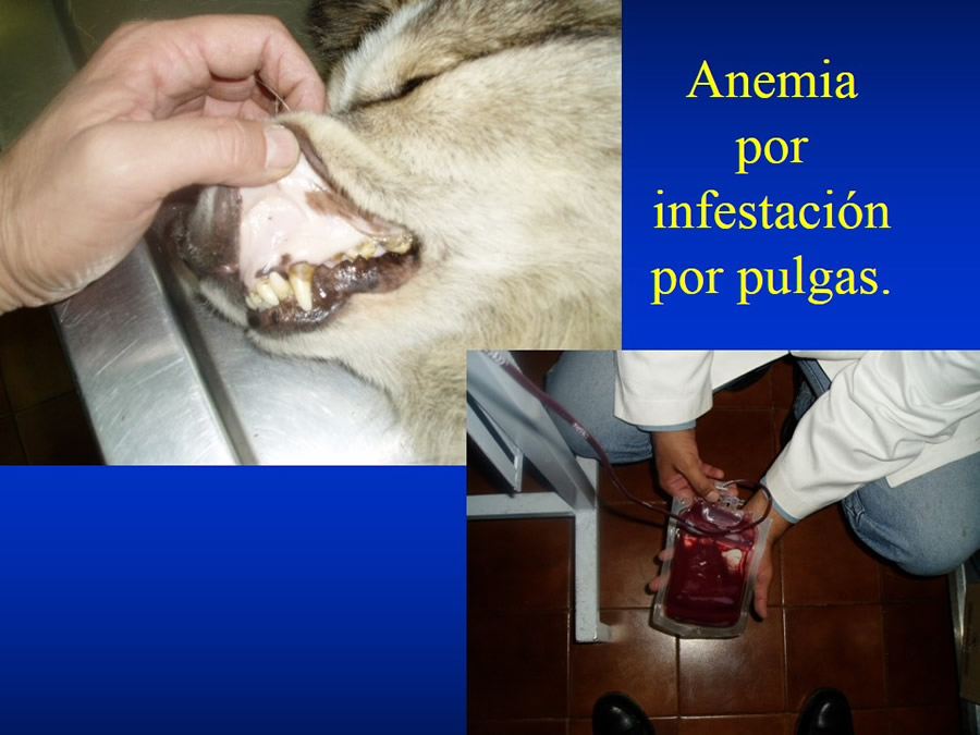 Introduccin a Urgencias Veterinarias