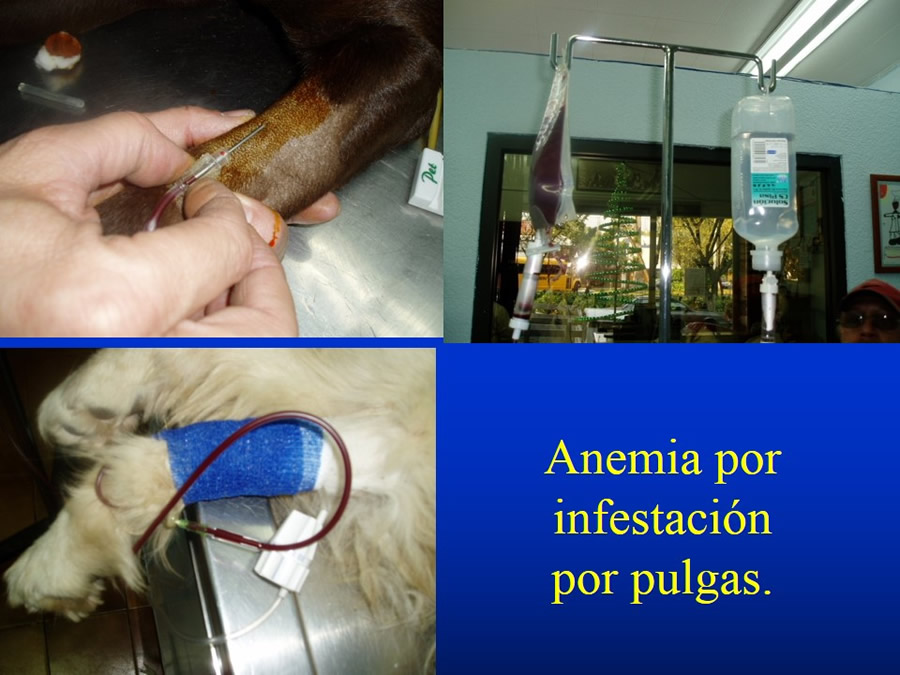 Introduccin a Urgencias Veterinarias