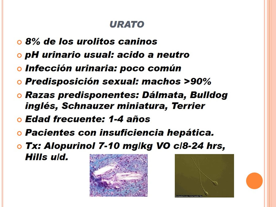 Caso Clnico, Urolitiasis