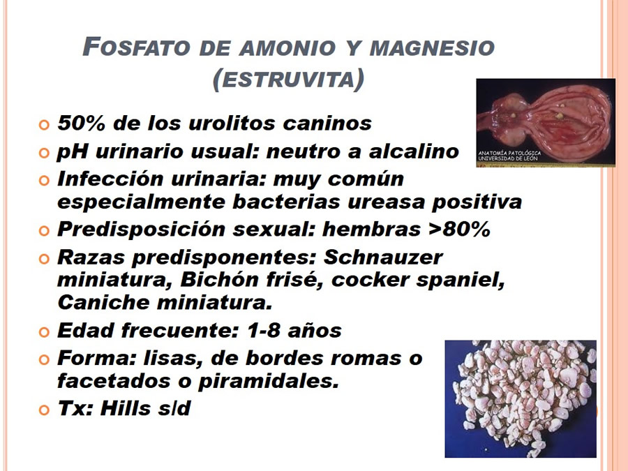 Caso Clnico, Urolitiasis