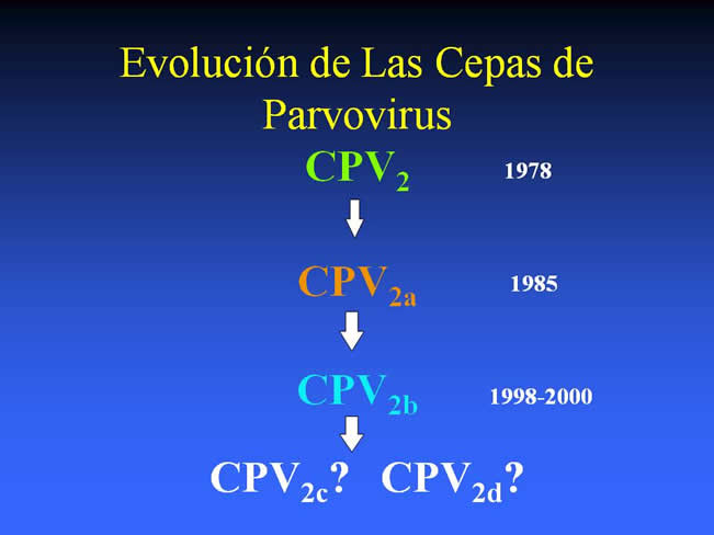 Conceptos en Vacunacin