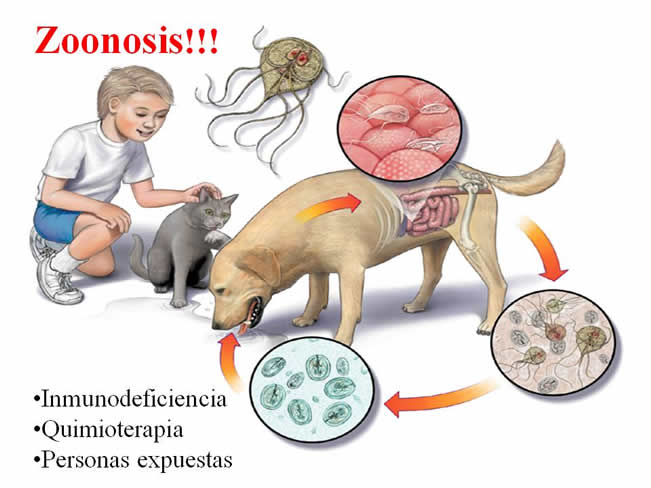 Conceptos en Vacunacin