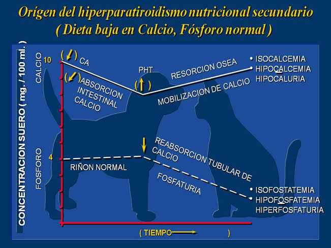 Nutricin bsica 2