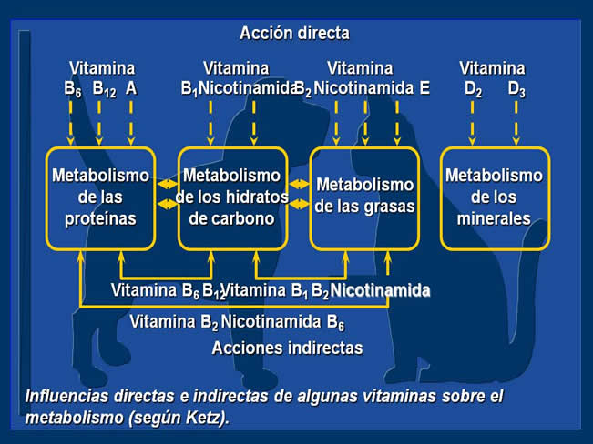 Nutricin bsica 2