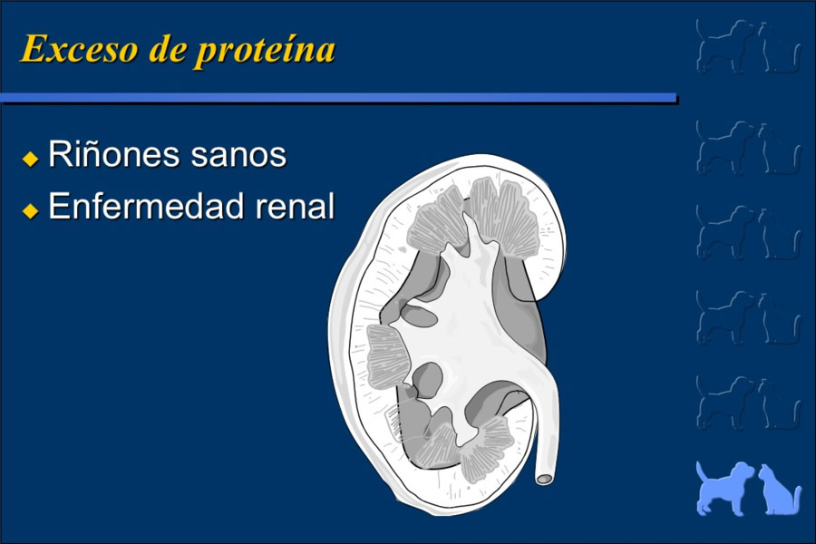 Nutricin bsica